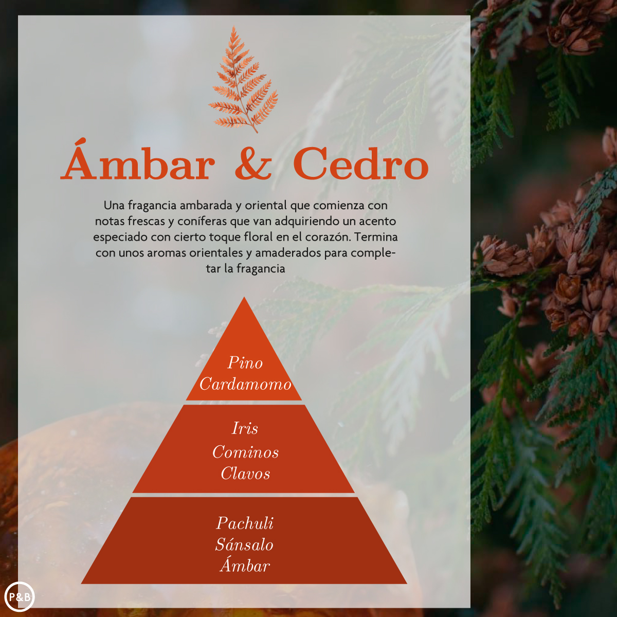 Coche Ambar y Cedro Ambar Zen – ¡Agotado! - Imagen 3